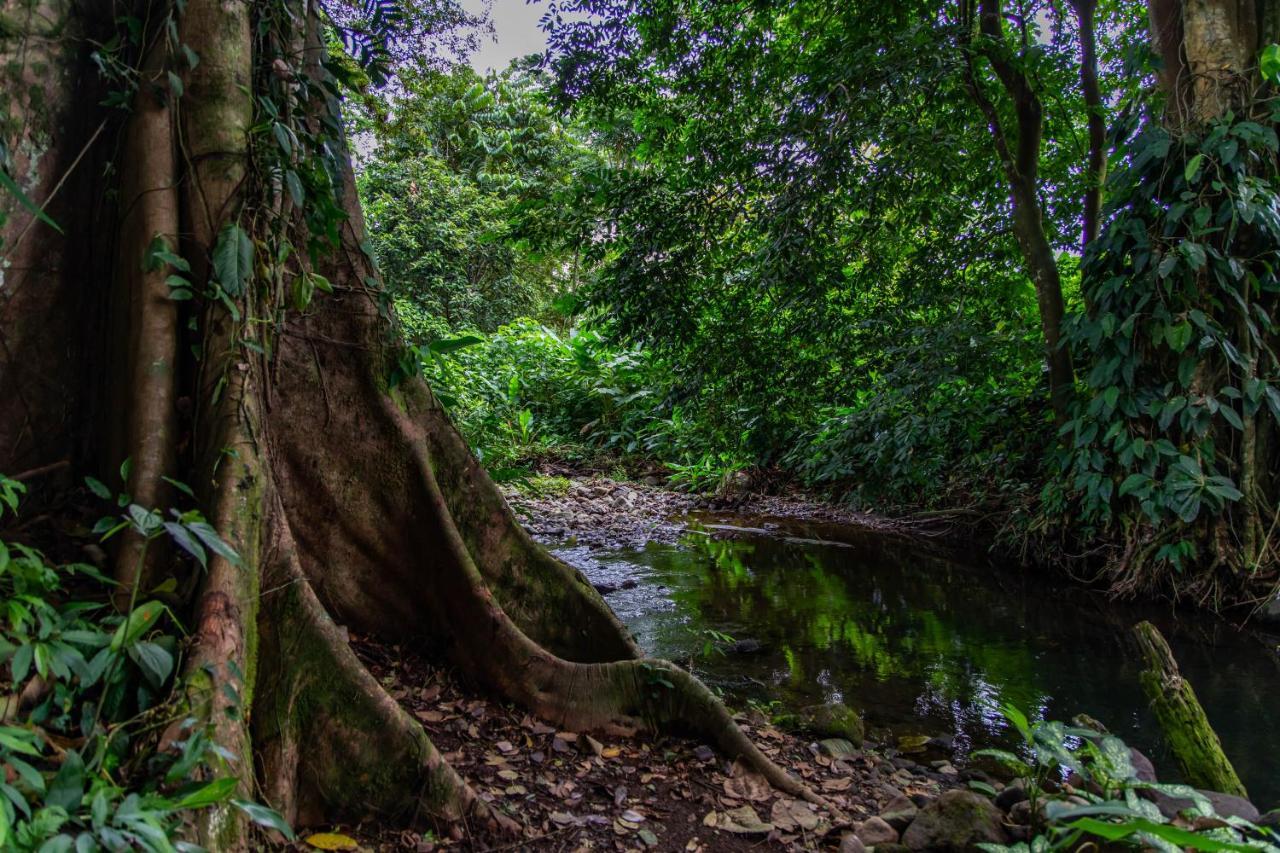 Noah'S Forest Hotel By Tifakara La Fortuna Buitenkant foto